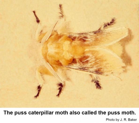 Top view of puss moth