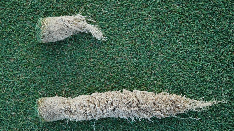 Pythium root dysfunction root / crown symptoms.