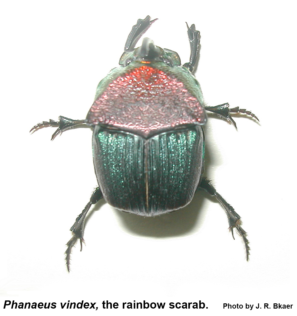 rainbow scarab dorsal view
