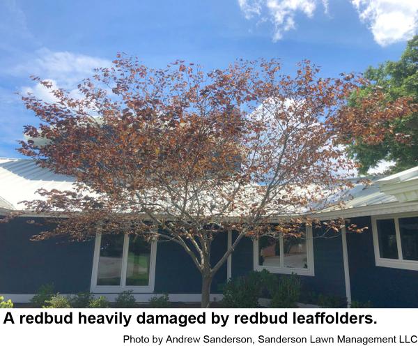Redbudtree heavily damaged by redbud leaffolders