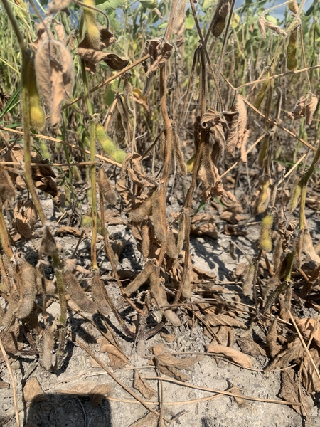 Stem canker lesions on soybean stems