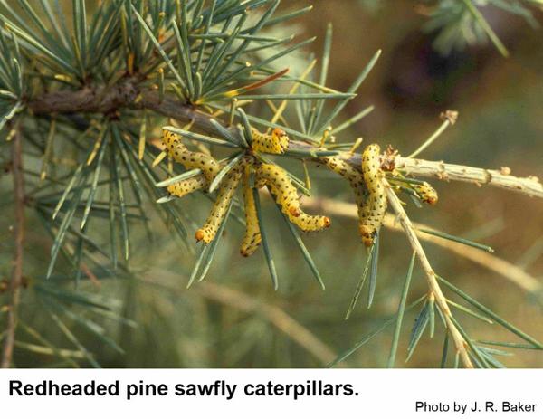 Redheaded pine sawfly caterpillars