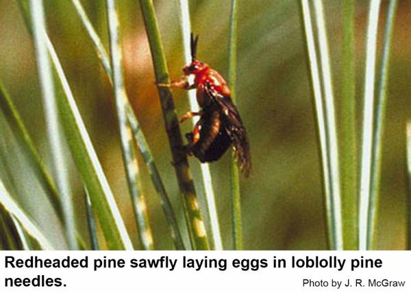Redheaded pine sawfly laying eggs in loblolly pine.