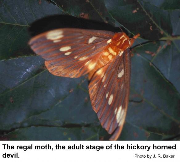 The regal moth, adult of the hickory horned devil.