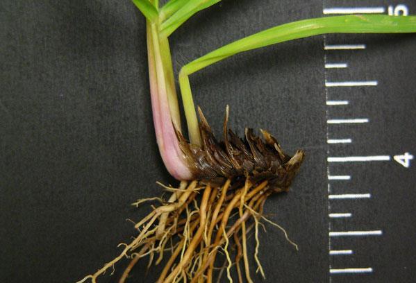 Figure 15. Bahiagrass rhizomes.