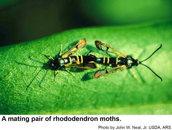 A mating pair of rhododendron moths.