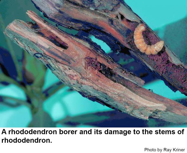 A rhododendron borer and its damage to the stems of rhododendron.