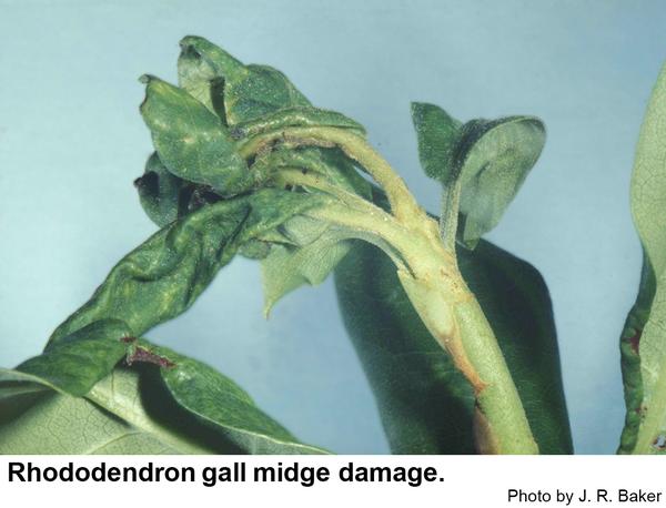 Rhododendron gall midge damage.