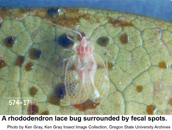 A Rhododendron lace bug surrounded by fecal spots.