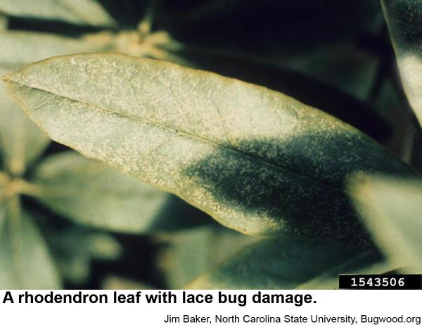 Rhododendron leaf with lace bug damage