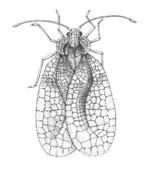 Figure 5. Adult of the rhododendron lace bug.