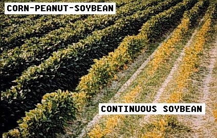 Photo of the effects of rotation on damage. Left side shows healthy plants (corn-peanut-soybean) and right side are short & yellowed (continuous soybean)