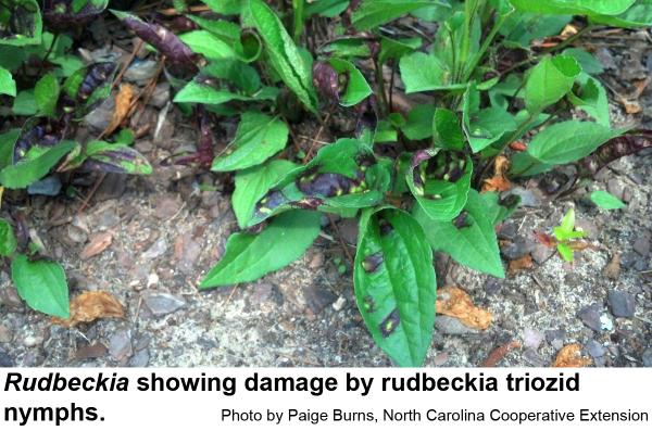 Rudbeckia triozid nymph damage