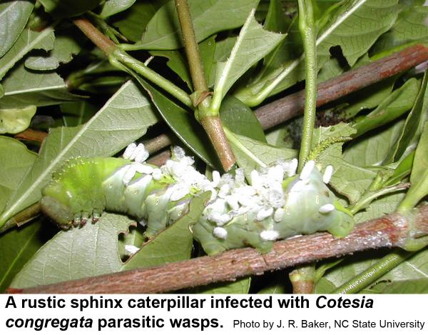 Cotesia congregata and other parasites
