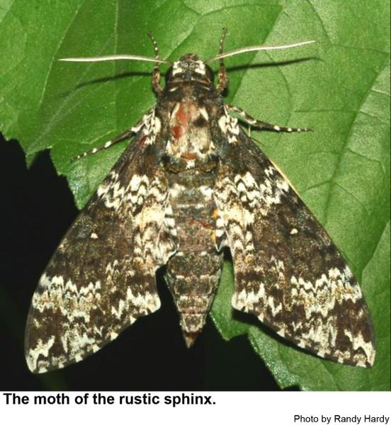 Rustic sphinx moth