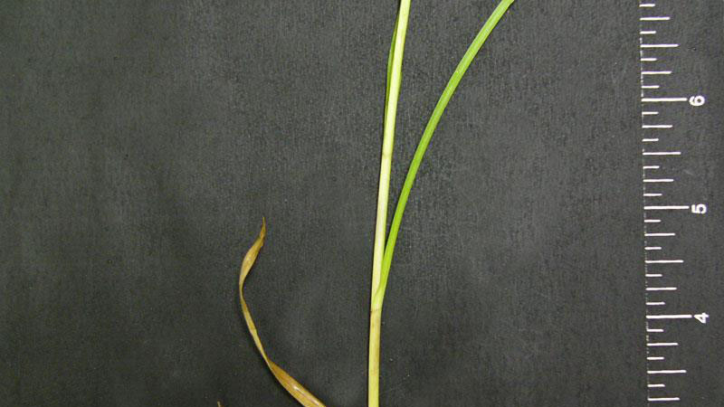 Sandbur  leaf blade width