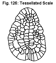 Figure 126. Tessellated scale.