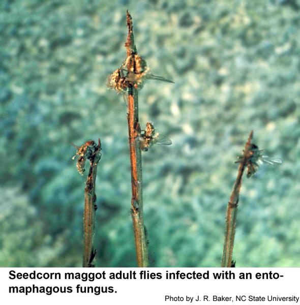 Thumbnail image for Fungus-Infected Seedcorn Maggot Flies