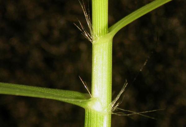 Figure 11. Bermudagrass sheath hairs.