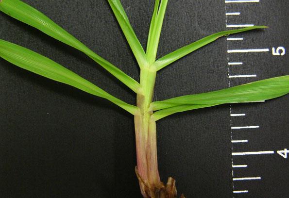 Figure 19. Bahiagrass sheath.