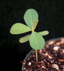 Photo of showy crotalaria