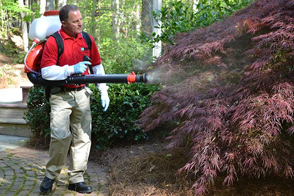 Spraying shrubs where mosquitoes are resting