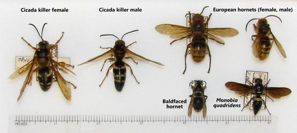 Cicada killer wasps and similar species