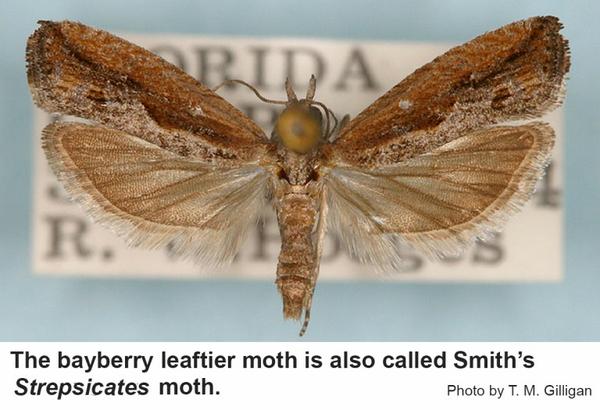 Top view of Bayberry leaftier moth, which is also called Smith's Strepsicates moth
