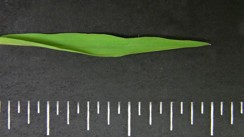 Smooth crabgrass leaf blade