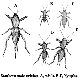 Southern mole cricket. A. Adult. B-E. Nymphs.