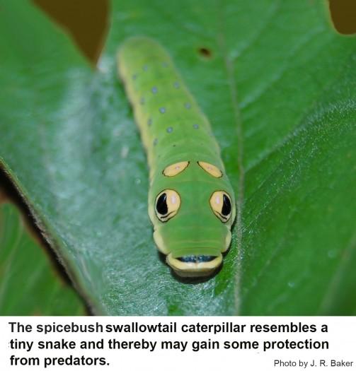 The tiny spicebush swallowtail caterpillar resembles a tiny snake and thereby may gain some protection from predators