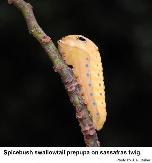 Spicebush swallowtail prepupa on sassafras twig