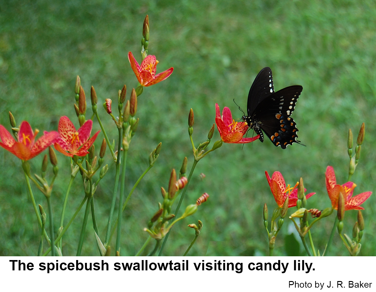 The spicebush swallowtail visiting candy lily