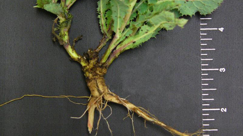 Spiny sowthistle root type.