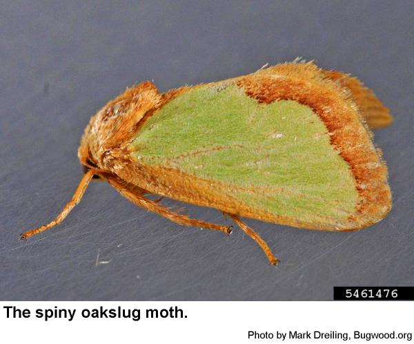 Spiny oakslug moth