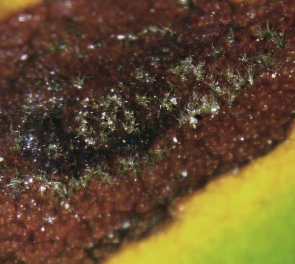 Close up image of early leaf spot lesion with spores.