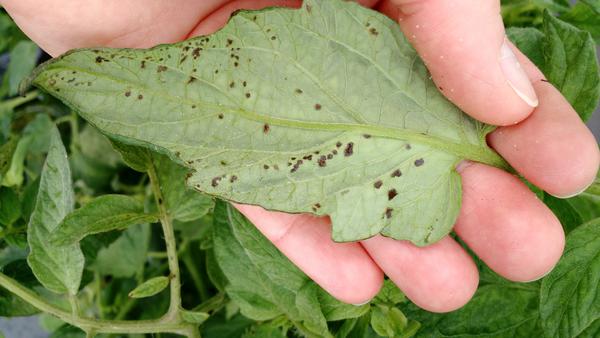 Water-soaked lesions of bacterial spot on tomato