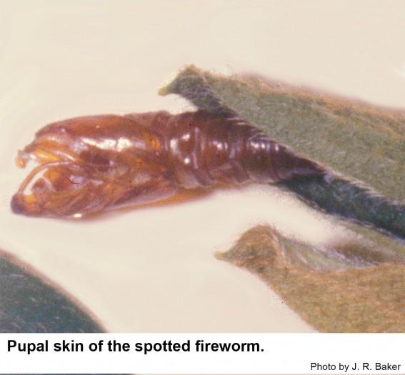 Pupal skin of the spotted fireworm