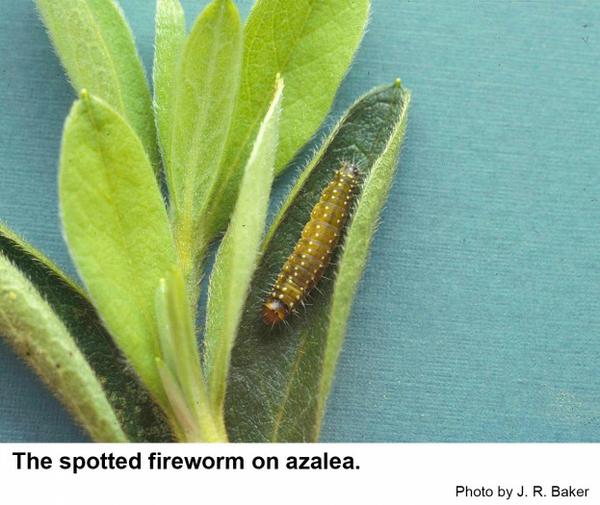 A spotted fireworm on azalea