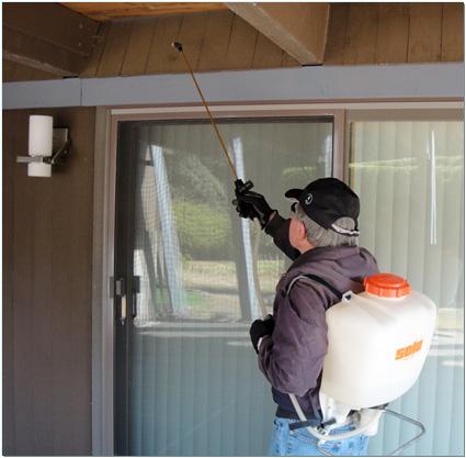 Spraying patio roof overhang to control kudzu bugs