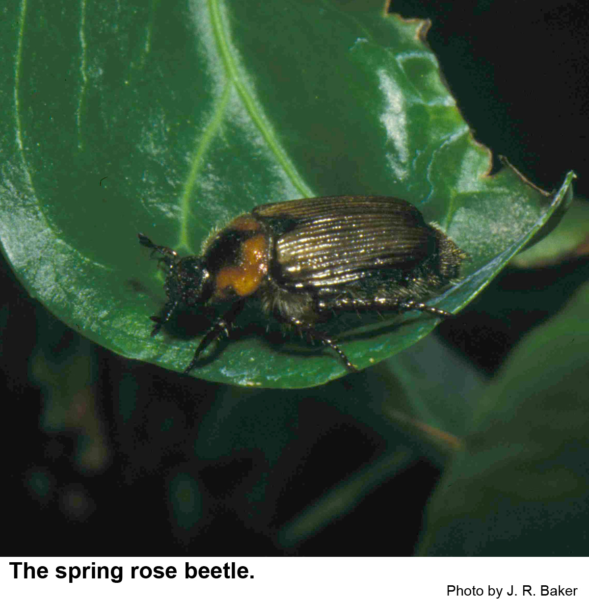 Spring rose beetle on a leaf