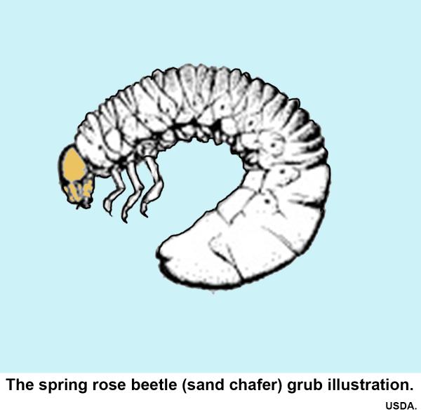 Sketch of Spring Rose Beetle Larvae