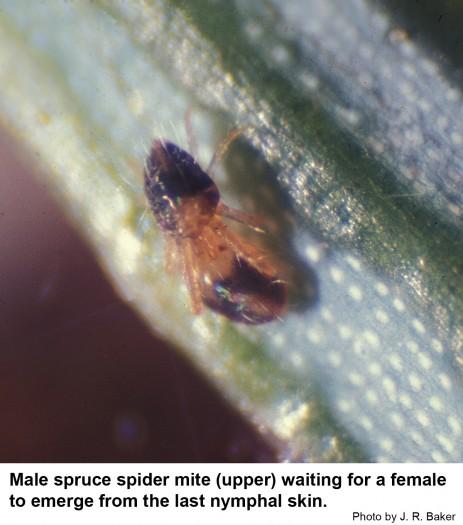 Male spruce spider mite (upper) waiting for a female to emerge from the last nymphal skin