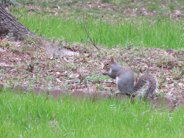 Photo of squirrel in a yard setting eating