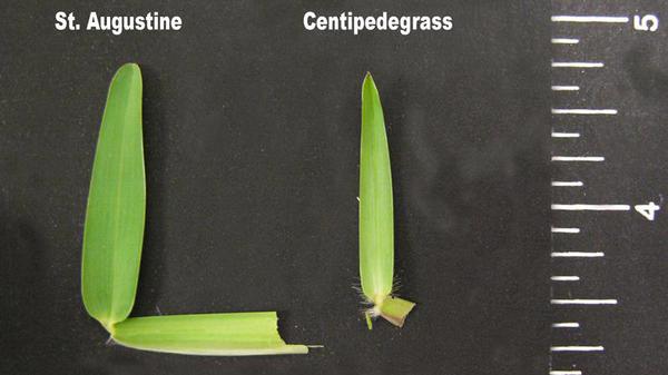 St. Augustinegrass leaf blade tip shape.