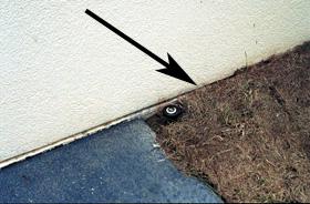 Figure 1. Pine mulch covering the bottom of house stucco siding