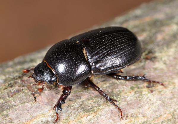 black beetle on a branch