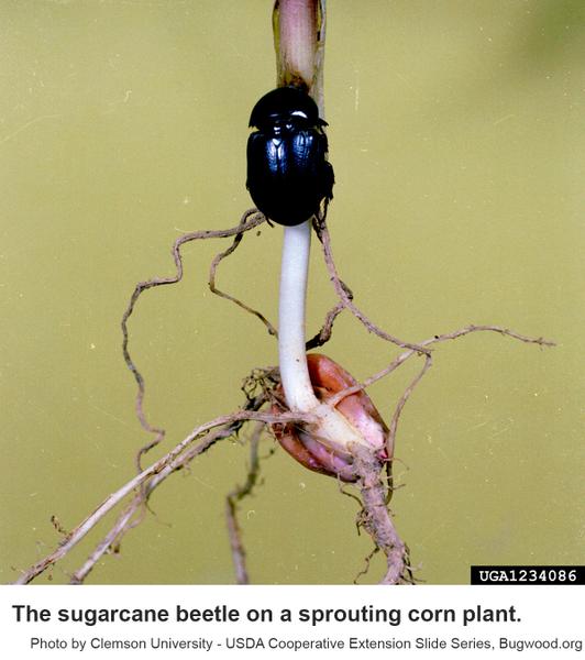 Thumbnail image for Sugarcane Beetle in the Landscape