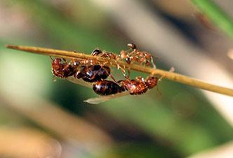 Winged fire ant "swarmers" and wingless workers on a weeds near