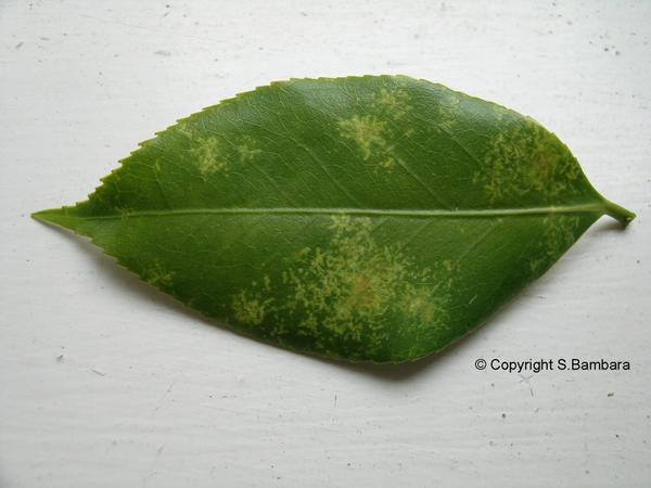 Figure 3. Yellow splotches on the top of a leaf.